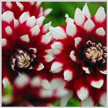 Dazzling Dahlia rood/wit