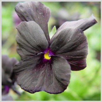 Frivole Viola's zwart