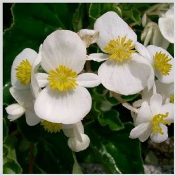 Begeerlijke Begonia trosje wit